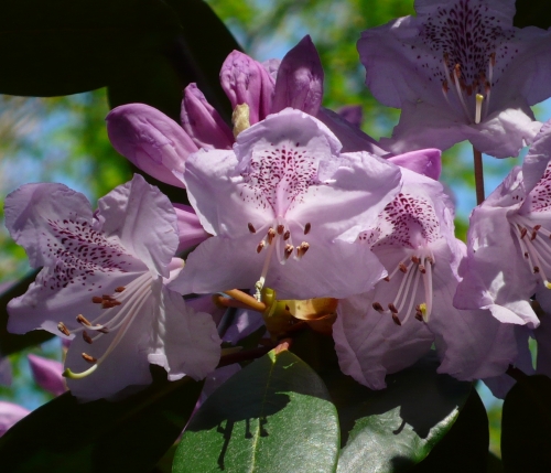 Rhododendron Hybride 'Susan'